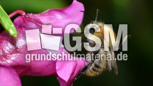 Ackerhummel (15).jpg